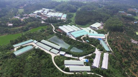 祝氏大华后备种鸡养殖基地